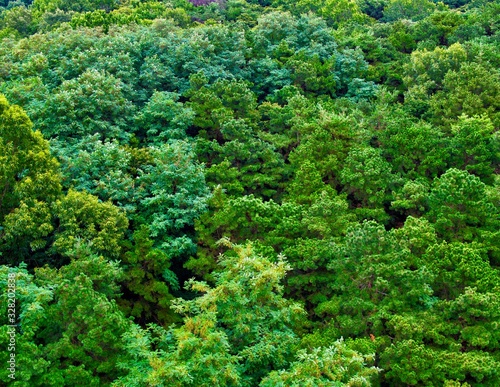 한국의 녹색 숲 풍경 