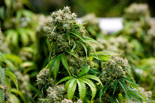 Bilde på lerret Mature indoor medical recreational marijuana cannabis industry plant with large