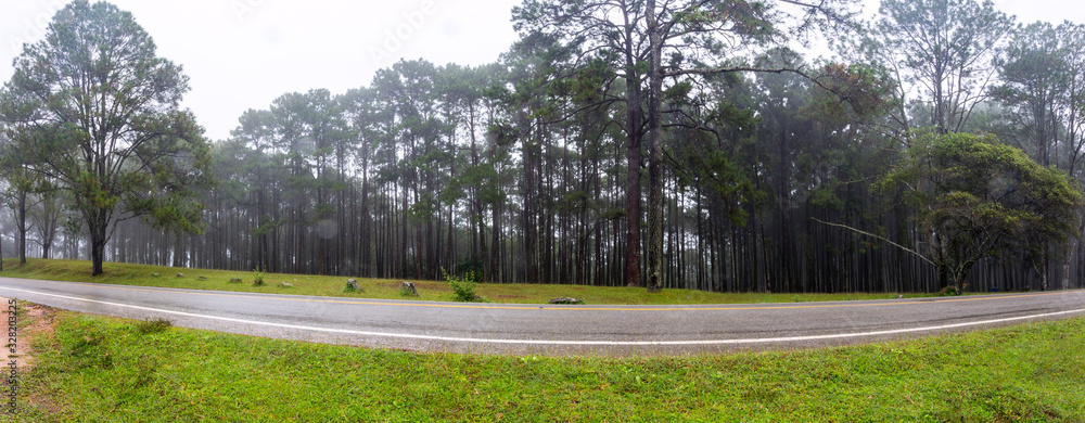 Fototapeta premium Forest landscape Panoramic view