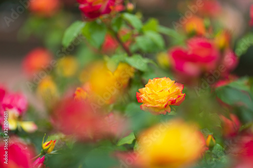 イングリッシュガーデンに咲く橙色の薔薇の花 © Yusuke Kawakami