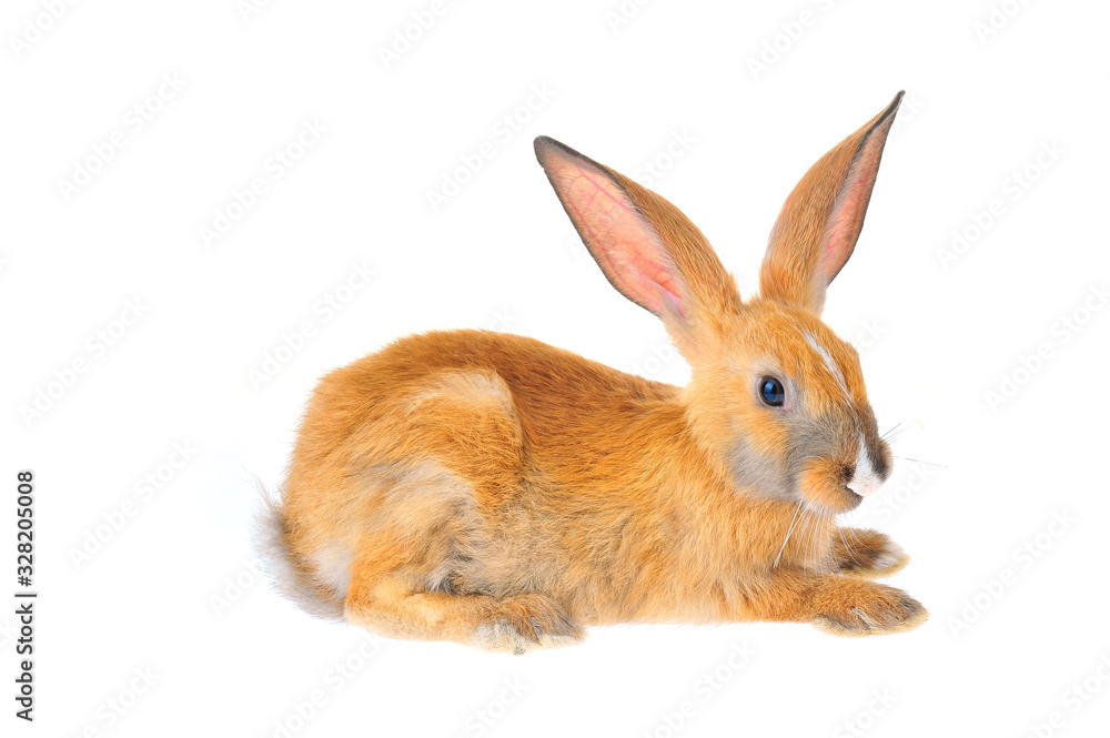 Obraz premium The rabbit in a white background