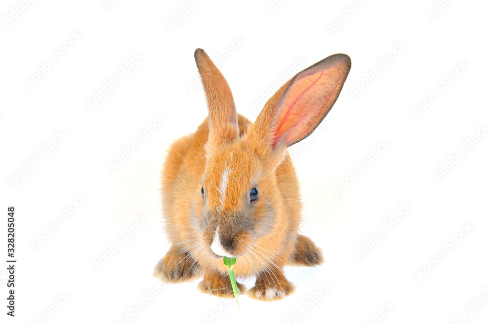 The rabbit in a white background The rabbit in a white background