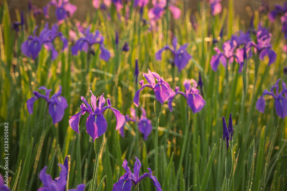 Naklejka premium 朝日に透ける杜若の花