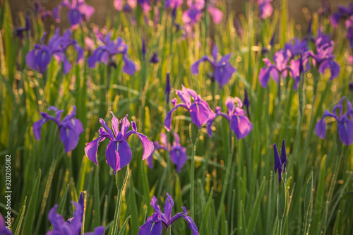 朝日に透ける杜若の花