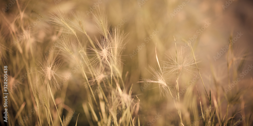 Fototapeta premium golden wheat field