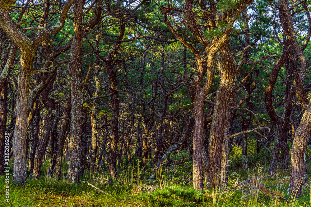 Pine forest on dunes, Ecoregion pine wasteland, Cape Cod Massachusetts, US Pine forest on dunes, Ecoregion pine wasteland, Cape Cod Massachusetts, US