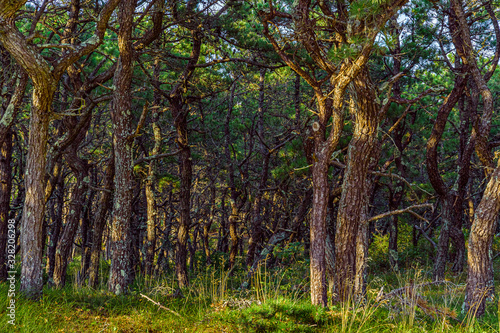 Fototapeta Naklejka Na Ścianę i Meble -  Pine forest on dunes, Ecoregion pine wasteland, Cape Cod Massachusetts, US