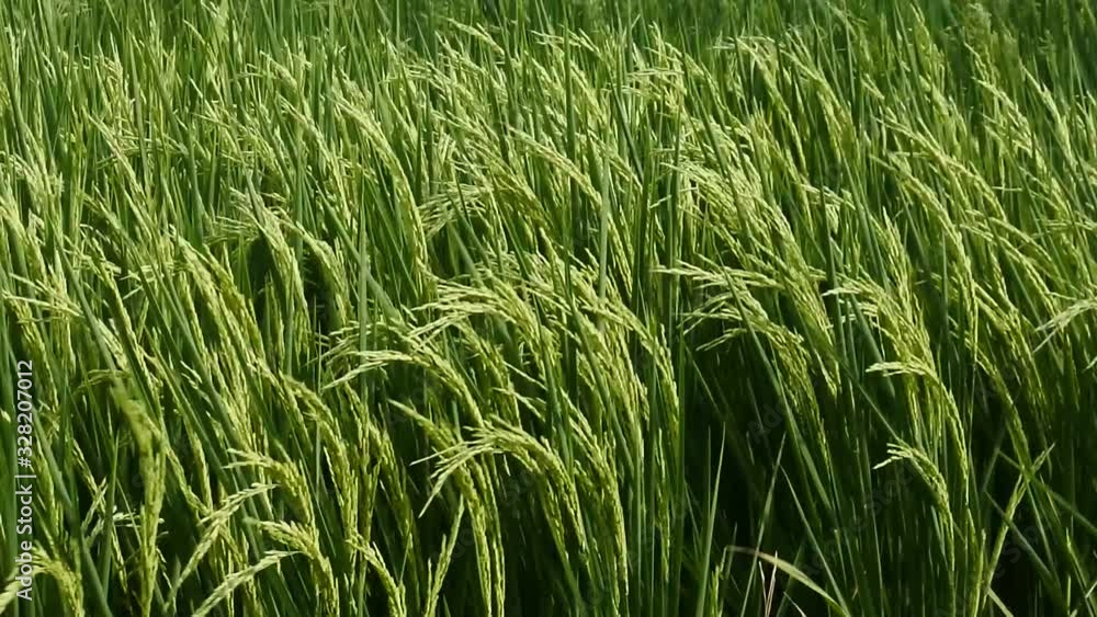 young rice in the wind young rice in the wind