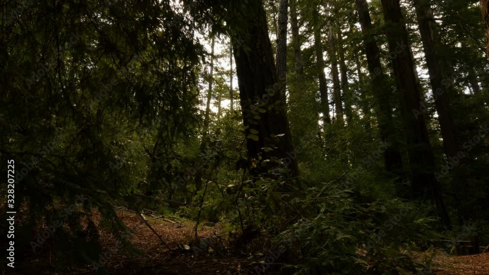 Redwood Forest 3 Axis Dolly Santa Cruz California USA Daytime Left Redwood Forest 3 Axis Dolly Santa Cruz California USA Daytime Left