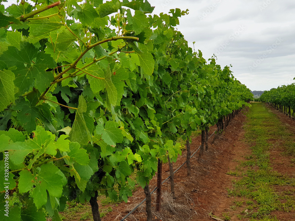 Rows of trellised grape vines are covered with leaves and small bunches of green grapes. A grass-covered dirt path runs between them. The sky is overcast.