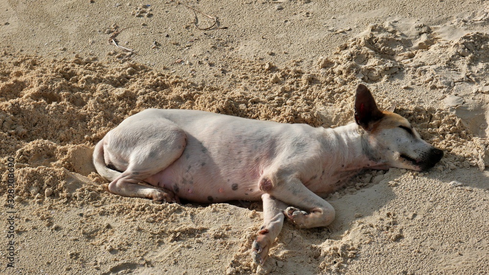 Dog sleeping at the beach on Siquijor Island, Philippines Dog sleeping at the beach on Siquijor Island, Philippines