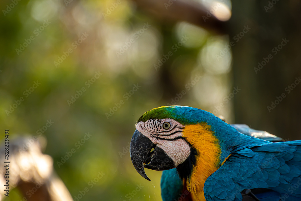 Fototapeta premium close up of a blue and gold macaw 
