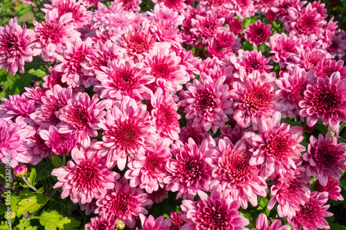 Closeup beautiful pink chrysanthemum flower blooming in the garden on sunshine. 