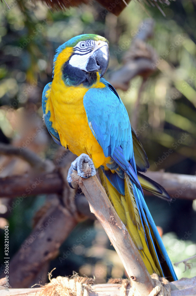 A blue and yellow macaw at Umgeni bird park in Durban