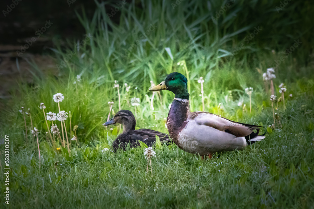 Fototapeta premium Duck couple in a meadow