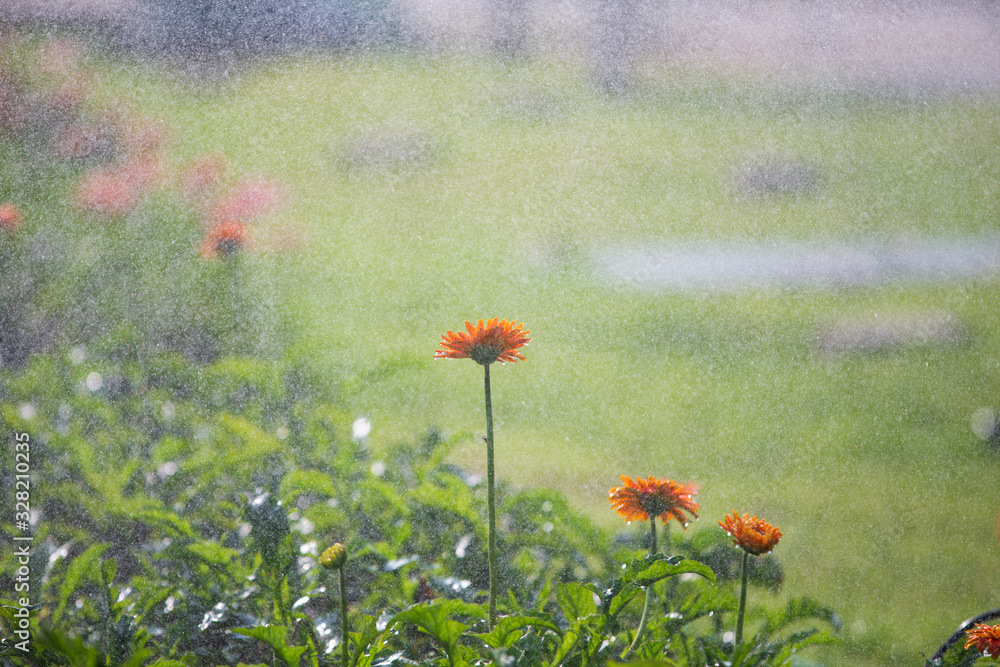 Obraz premium flowers in the field