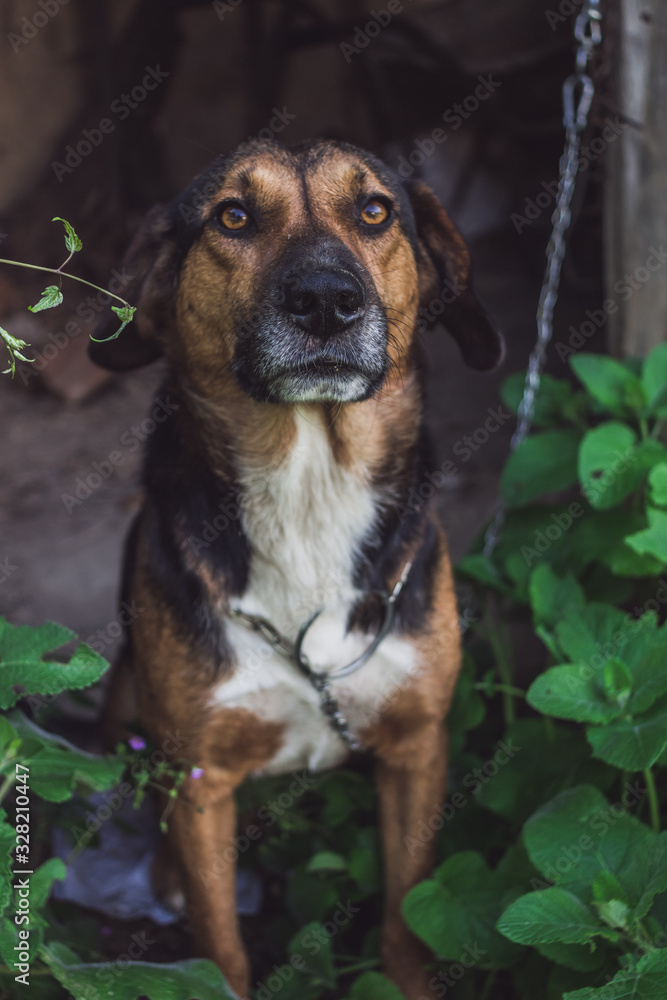 Beautiful portrait of a countryside mixed-breed dog.