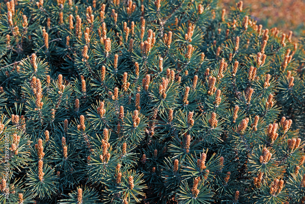 Young green pine branch. Young green pine branch.