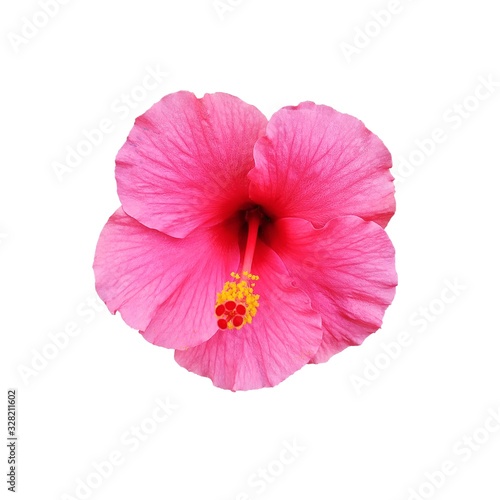 Top view of pink hibiscus flower isolated on a white background. Flat lay, No clipping path.