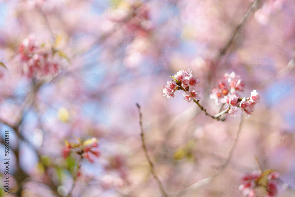 Blooming Wild Himalayan Cherry Blooming Wild Himalayan Cherry