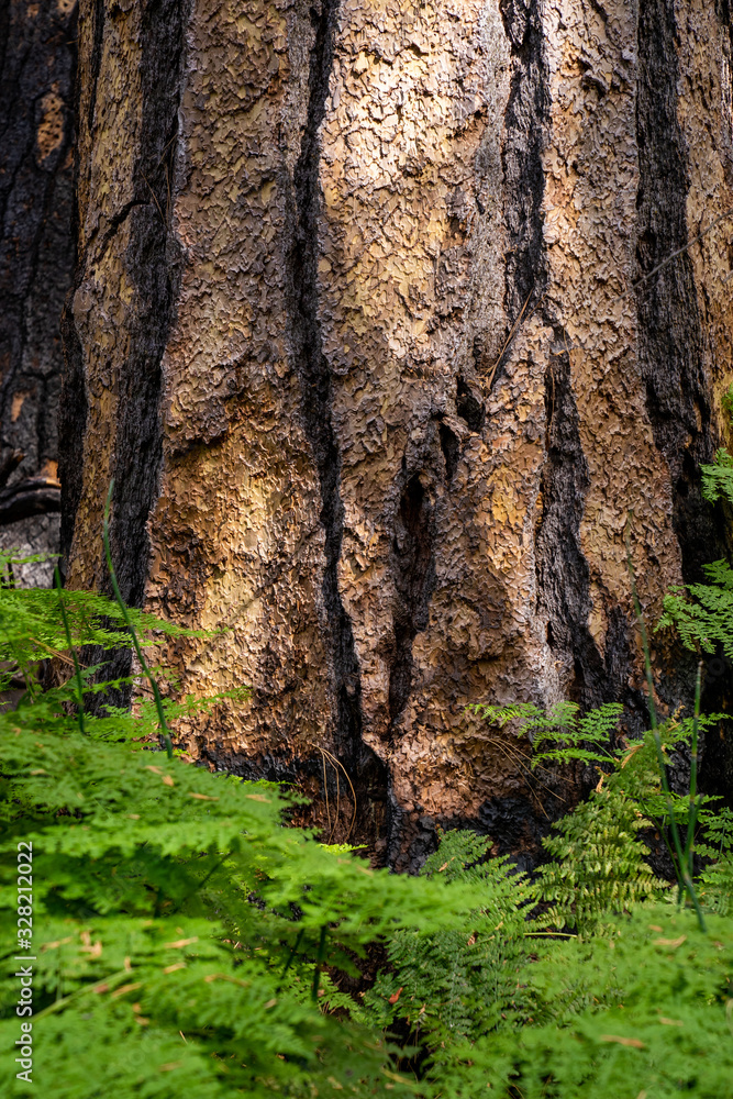 The forest in Kings Canyon & Sequoia National Park The forest in Kings Canyon & Sequoia National Park