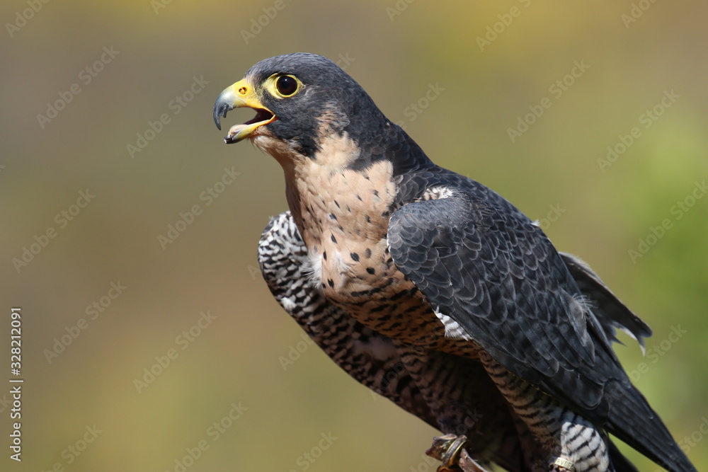 Peregrine falcon fastest bird perched close-up Peregrine falcon fastest bird perched close-up