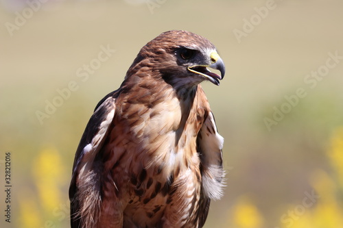Alert red-tailed hawk looking off into the distance © Adventuring Dave