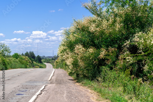 Mimosa bimucronata honey plant on the edge of a federal highway in Brazil