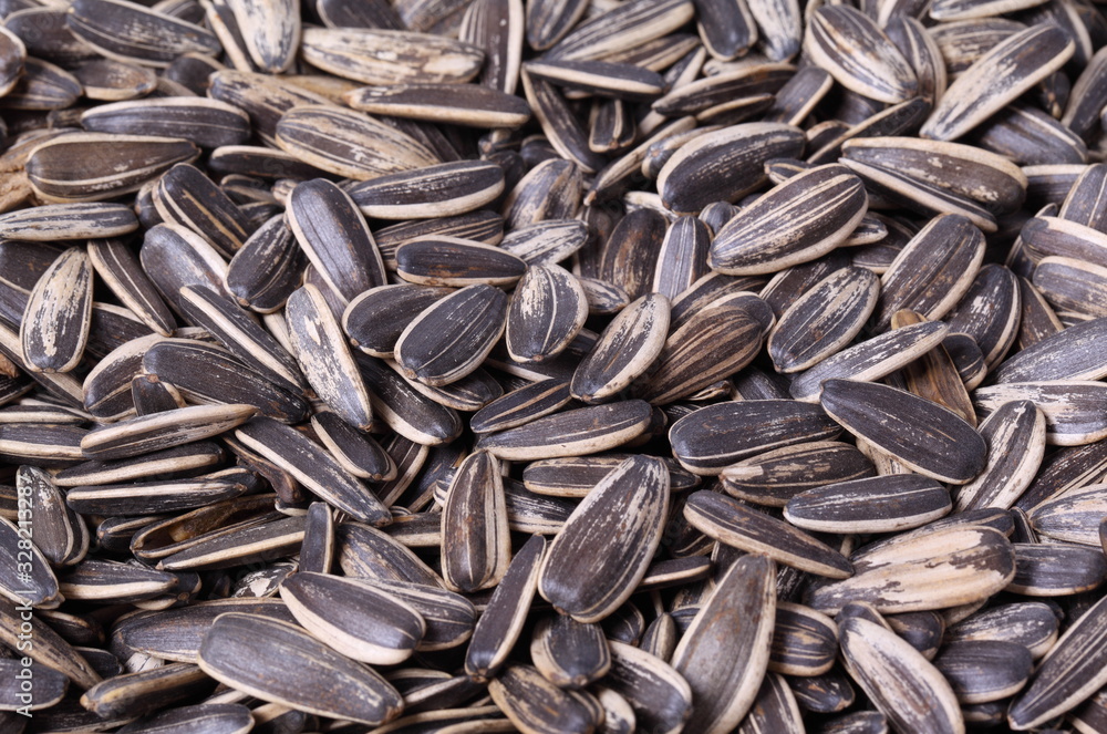 sunflower seed sunflower seed