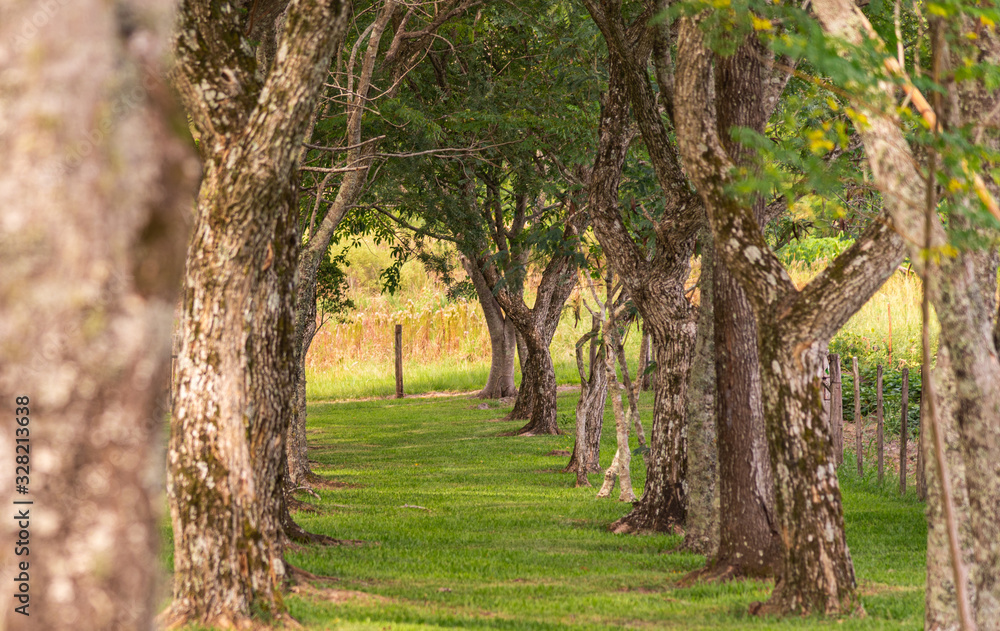 Natural green tunnel formed by tree trunks and green grass