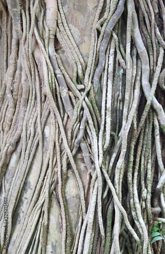 A shot of roots and a trunk of a tree.