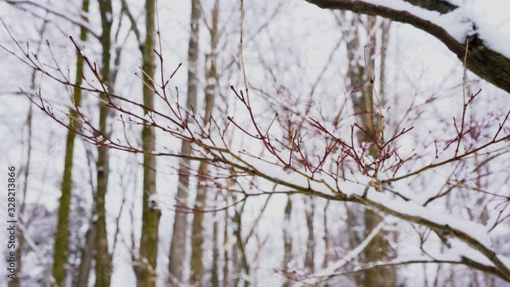 Snow falling over branches of a tree. Snow falling over branches of a tree.