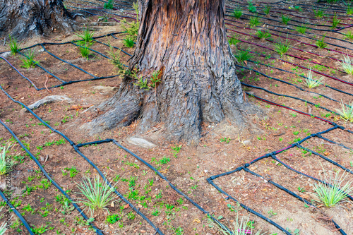 Drip irrigation system installation around mature trees. 