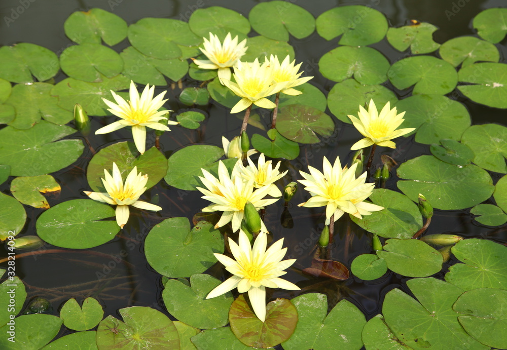 Yellow Lotus flower blossom in the pool Yellow Lotus flower blossom in the pool