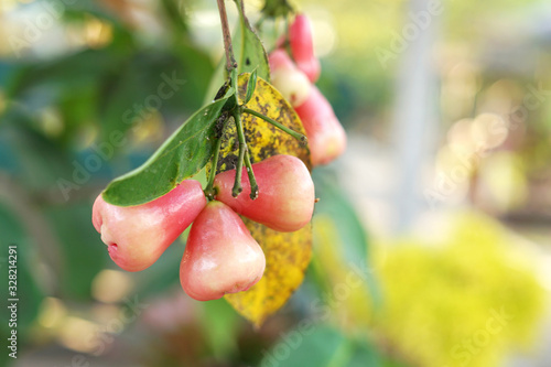 Fresh ripe water apple 