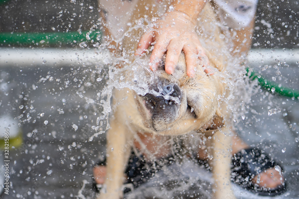 Cute french bulldog shaking head while taking a bath.
