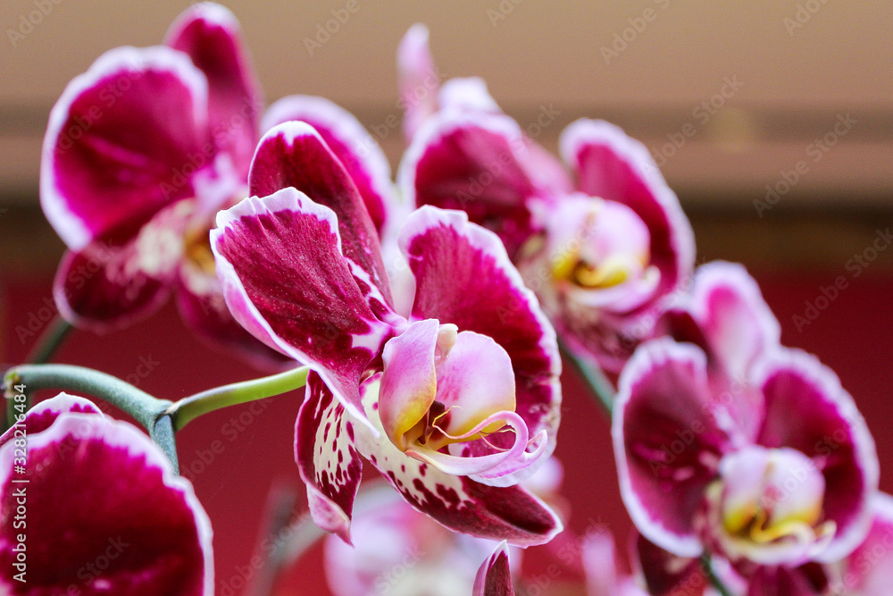 If you think I'm not cheesy enough to post an orchid pun, y'orchiddin yourself If you think I'm not cheesy enough to post an orchid pun, y'orchiddin yourself
