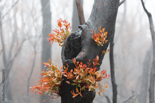 Photos A burnt tree flourishing with bright new growth