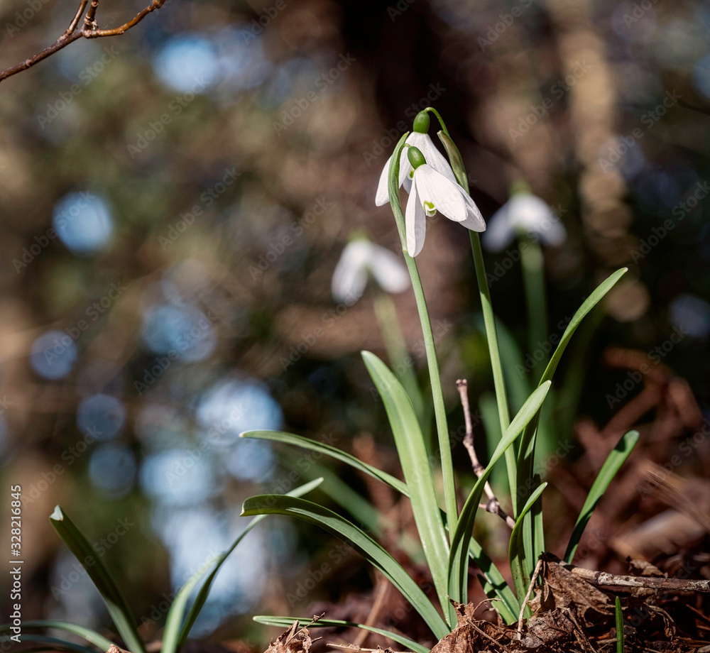 First spring flowers, snowdrops flowers in morning light . First spring flowers, snowdrops flowers in morning light .