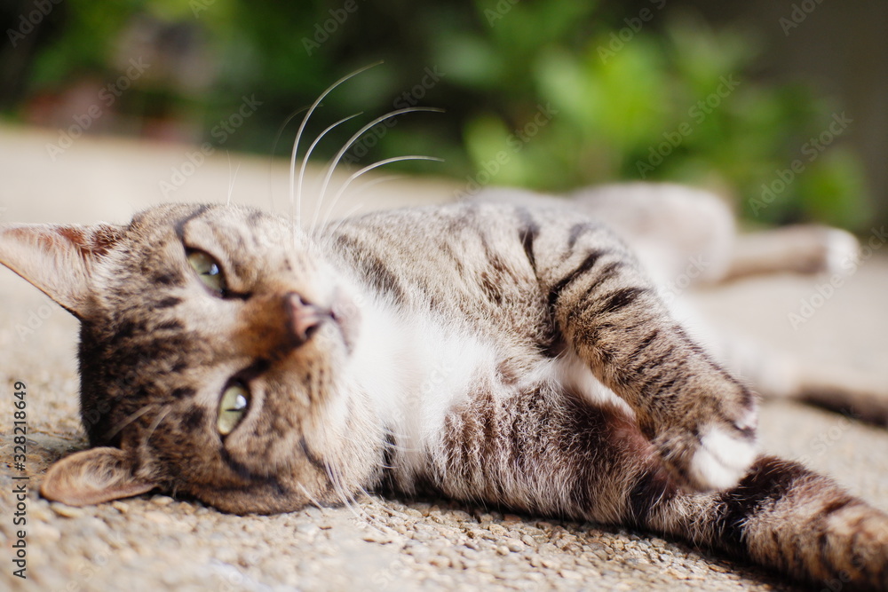 Cat lying down on the ground Cat lying down on the ground