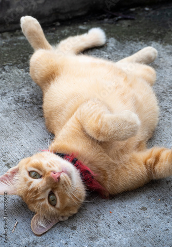 Adorable fatty ginger cat roll on the floor lazily - image 