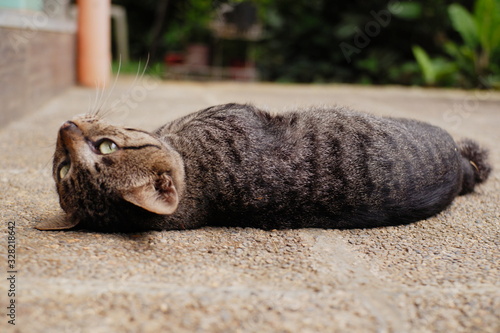 Cat lying down on the ground