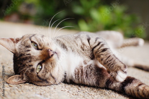 Cat lying down on the ground