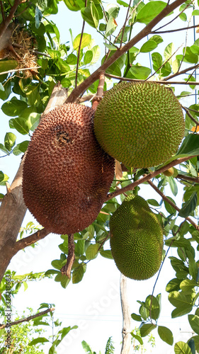 Rotten jackfruit on the tree.