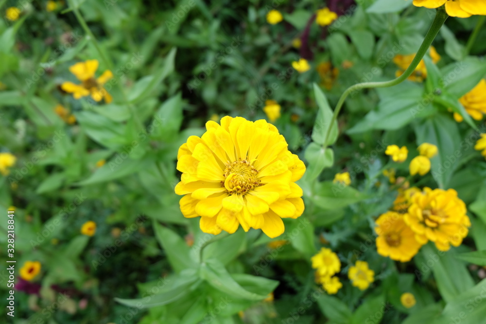 The yellow chrysanthemum, which is a symbol of autumn in the park The yellow chrysanthemum, which is a symbol of autumn in the park