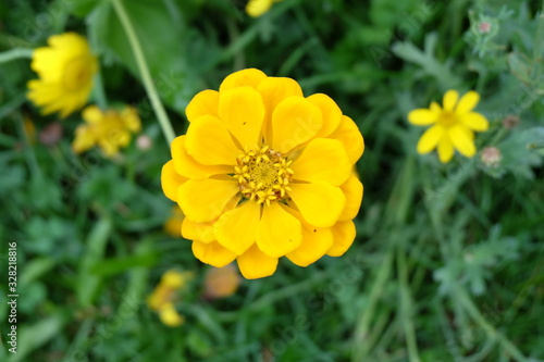 The yellow chrysanthemum, which is a symbol of autumn in the park
