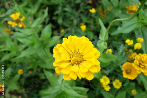 The yellow chrysanthemum  which is a symbol of autumn in the park