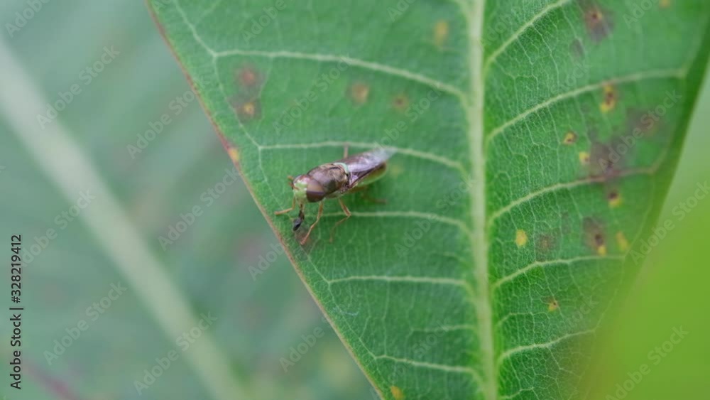 small insect expand mouth on green leaf small insect expand mouth on green leaf