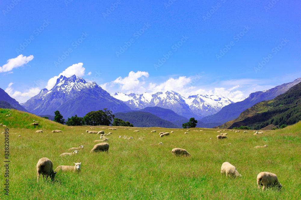 Sheep Grazing in Beautiful High Country