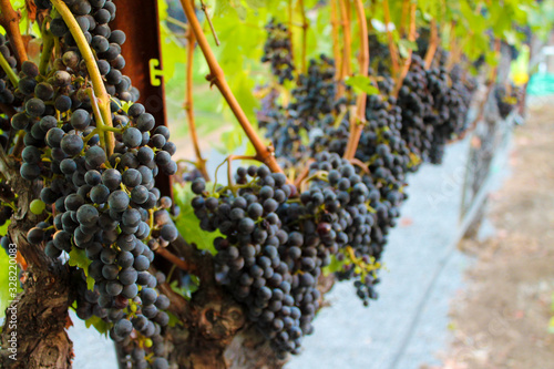 Concord grapes on vine